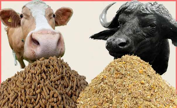 Cattle Feed production Business